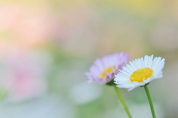 istock Green daisy flower garden for abstract background 536975923