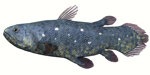 Coelacanth fish was thought to be extinct but several living specimens have found to still exist in tropical seas.