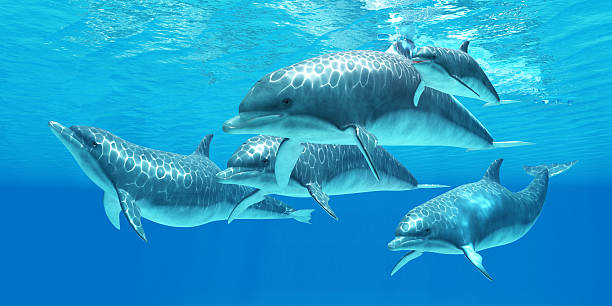 grand dauphin - pod photos et images de collection