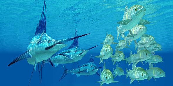 A school of ocean Ayu fish try to escape from three carnivorous Blue Marlin fish.