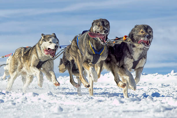 istock Panting Siberian husky sled dogs running in snow 536976433