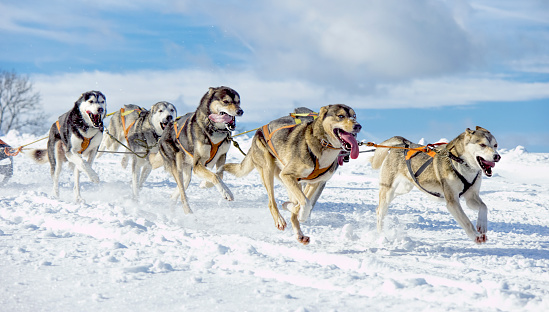 Herd of panting Siberian Huskies running through lonely winter landscape. 