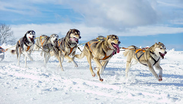 Group of panting  Siberian husky sled dogs running in snow stock photo