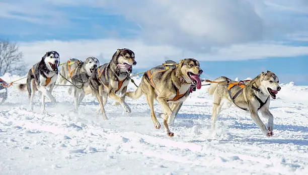 Photo of Group of panting  Siberian husky sled dogs running in snow
