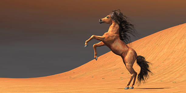 istock Desert Wild Horse 536976731