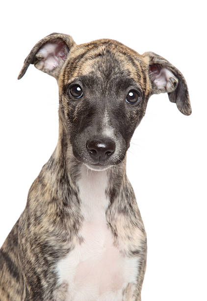 istock Whippet puppy on white background 536976911