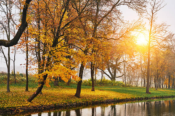 istock Autumn lake in the park 536977069