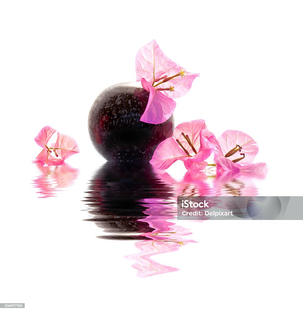 Bougainvillea pink flower in a vase on white background 2015 Stock Photo