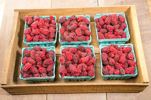 istock Fresh Tayberries on display at the market 536978027