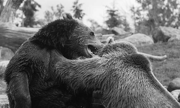 istock Two Grizzly (Brown) Bears Fight 536978357
