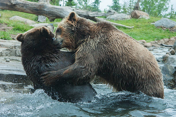 istock Two Grizzly (Brown) Bears Fight 536978369