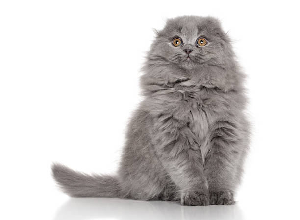 istock Highland Fold Scottish kitten on white background 536978399