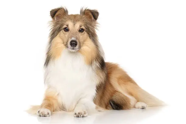 Portrait of Shetland Sheepdog lying down on white background