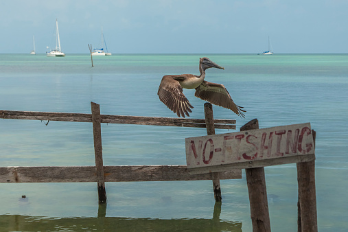 A brown pelican respects the no fishing instruction in Belize.