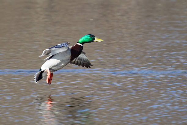 istock Male Mallard in flight 536978867