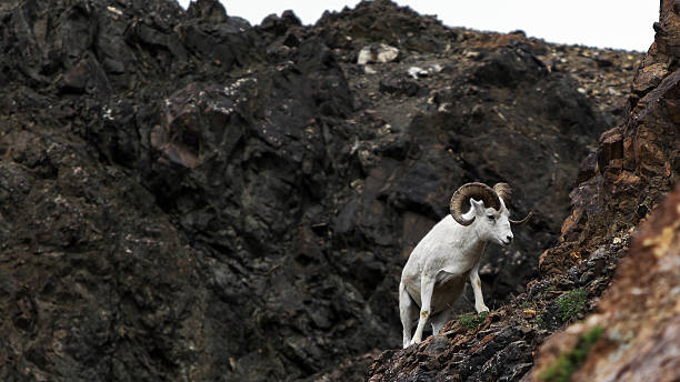istock Dall sheep walking on steep mountain slope 536984904