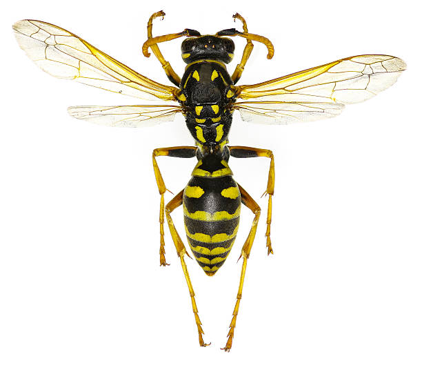 istock The European Paper Wasp on white Background 537012736