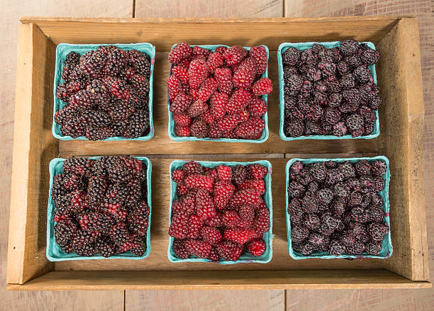 Wooden box of fresh berries Wooden box of fresh Marionberries Tayberries and Black Raspberries marionberry stock pictures, royalty-free photos & images