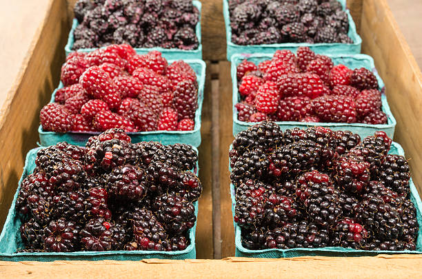 istock Fresh Marionberries and Tayberries in baskets 537014557