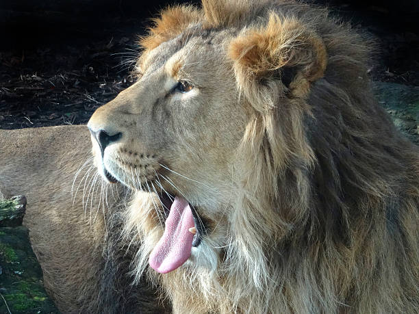 Portrait of a male lion sticking out his tongue against a black background.