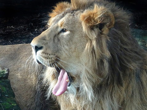 Photo showing a young male lion complete with shaggy mane.  The lions is pictured lion down in the afternoon sunshine, roaring / yawning, showing its 'Big Cat' teeth to its pride.