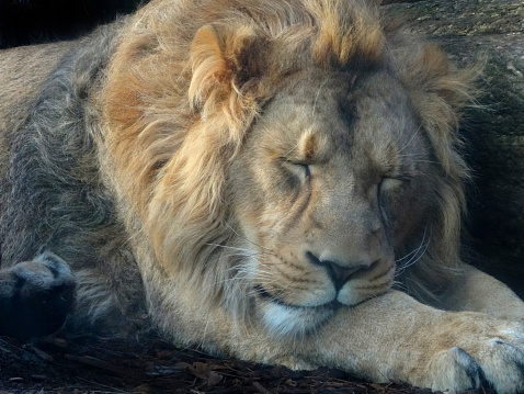 Photo showing a young Asiatic male lion sleeping, enjoying an afternoon nap in the warm sunshine.  The type of 'big cat' is also often referred to as the Indian lion.
