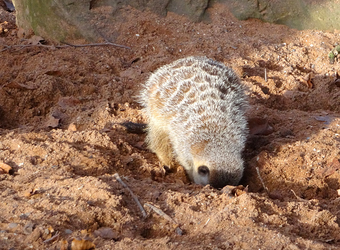 Photo showing a single young meerkat, digging in the desert sand and looking for grubs and bugs to eat.  Several adult meerkats are guarding the family group close by, standing to attention as sentry guards and looking out for any potential threats / danger.   Of note, the Latin name for meerkats is 'Suricata suricatta'.  They belong to the mongoose family.