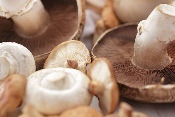 fungo - edible mushroom white mushroom isolated white foto e immagini stock