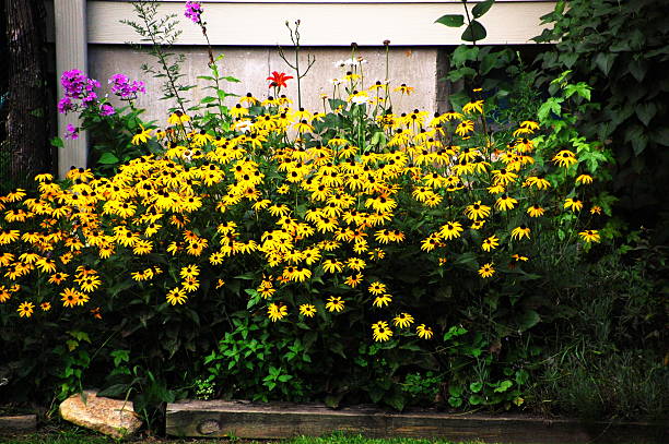 istock Flowers in a Garden 537016523