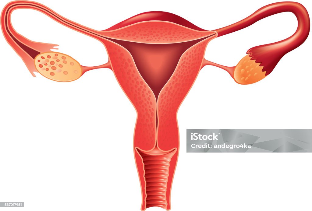 Female reproductive system anatomy vector Female reproductive system anatomy isolated photo-realistic vector Ovary stock vector