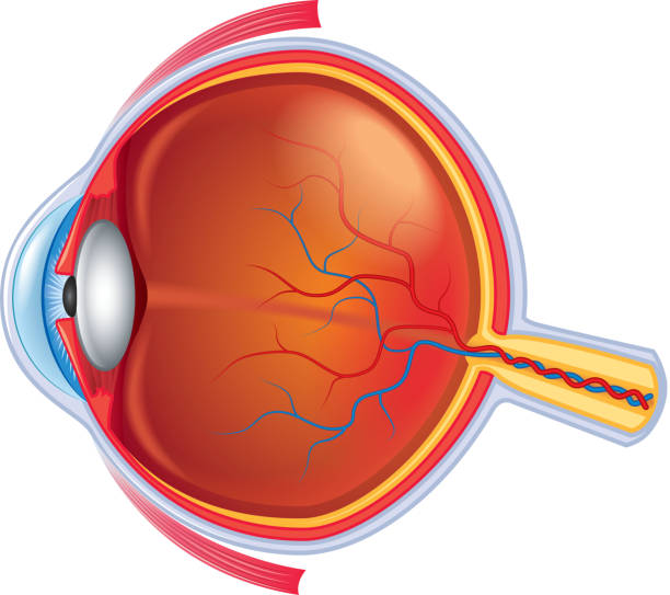 81,612 Human Eye Illustrations & Clip Art - iStock | Human eye close up,  Human eye anatomy, Human eye macro