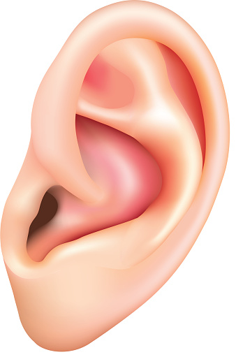 Ilustración de Oreja Humana Aislado En Blanco Vector y más Vectores Libres de Derechos de Escuchar - Escuchar, Problemas, 2015 - iStock Ilustración de Oreja Humana Aislado En Blanco Vector y más Vectores Libres de Derechos de Escuchar - Escuchar, Problemas, 2015 - iStock