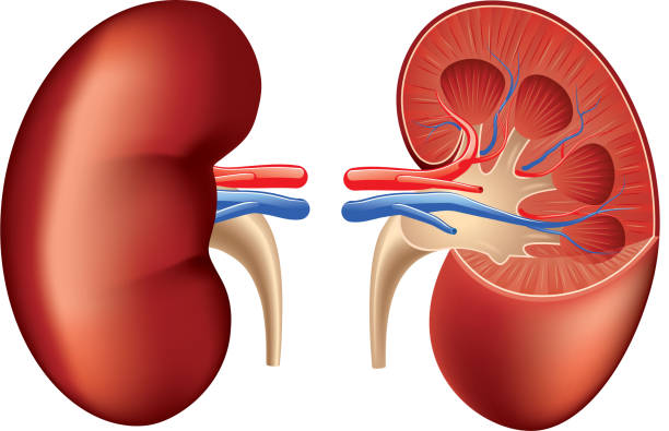 인간 신장 구조를 흰색 바탕에 그림자와 벡터 - human artery illustrations stock illustrations