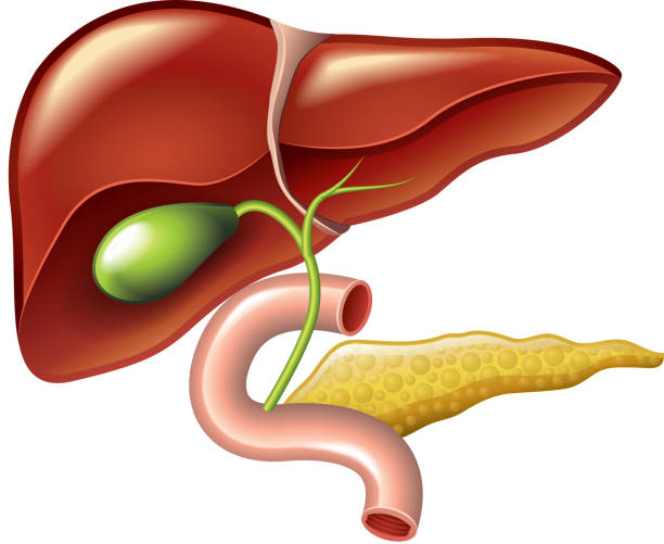 Human liver, gallbladder, pancreas anatomy vector Human liver with gallbladder, duodenum and pancreas isolated vector illustration animal digestive system stock illustrations