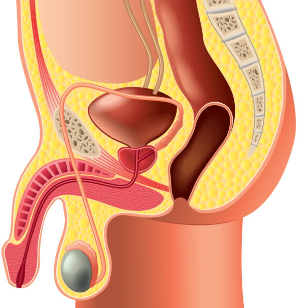 Male reproductive system anatomy isolated vector Male reproductive system anatomy isolated photo-realistic vector phallic object stock illustrations