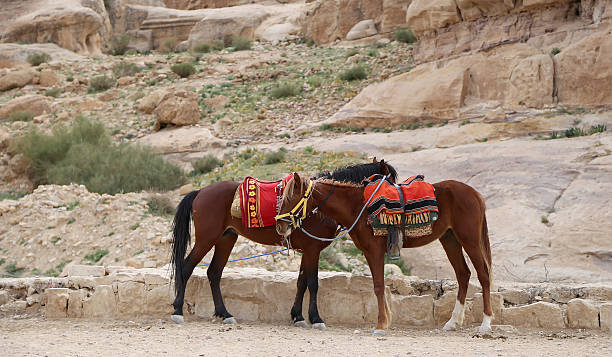 istock Bedouins horses in Petra,  Jordan 537018429