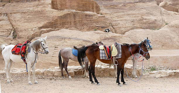 istock Bedouins horses in Petra,  Jordan 537018491