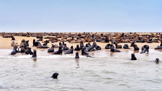 Seal colony  in Walvis Bay,Namibia.