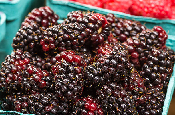 Basket of fresh Marionberries A basket of fresh Marionberries on display at the market marionberry stock pictures, royalty-free photos & images