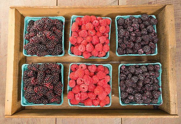 Wooden box of berries on display Wooden box of fresh Marionberries Red Raspberries and Black Raspberries marionberry stock pictures, royalty-free photos & images