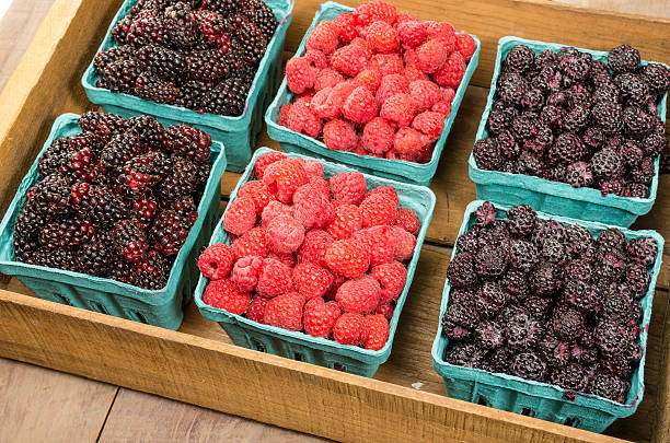 Wooden box of berries on display Wooden box of fresh Marionberries Red Raspberries and Black Raspberries marionberry stock pictures, royalty-free photos & images