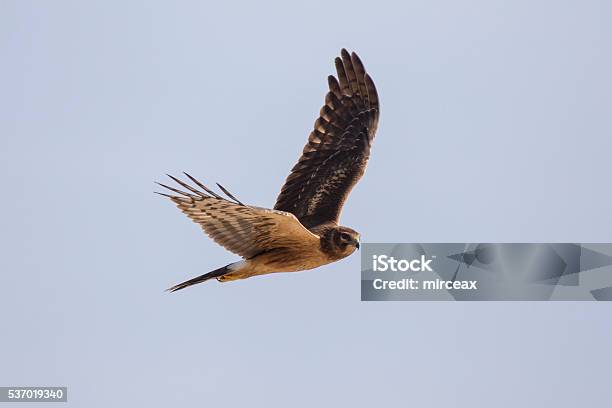 Northern Harrier Stock Photo - Download Image Now - Hen, Chicken - Bird, Circus