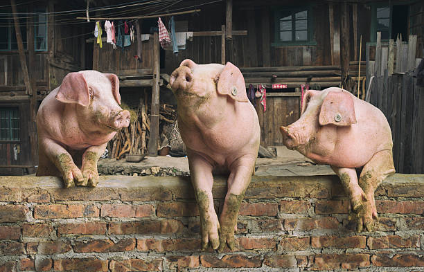 Three pigs having a chat in a remote Chinese village Three pigs having a chat in a remote Chinese village three animals photos stock pictures, royalty-free photos & images
