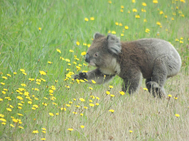 Koala Bear in dandelions Koala strolling through a dandelion field koala walking stock pictures, royalty-free photos & images