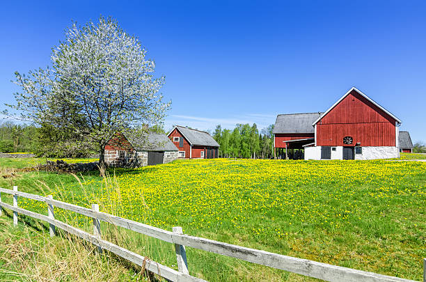 istock Swedish spring farm with traditional fence 537020972