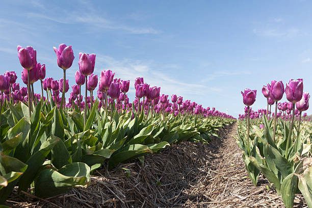 istock purple tulips in flower field from low angle blue sky 537023642