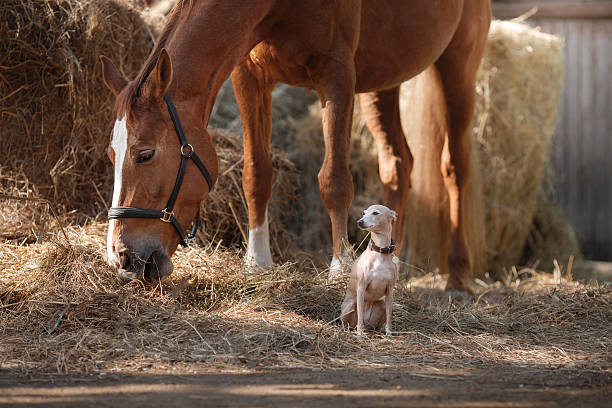 Brown Horse and Greyhound Outdoors