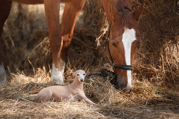 istock Horse and dog on the nature 537024880