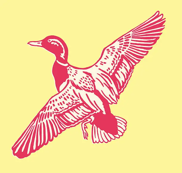Vector illustration of Duck Flying