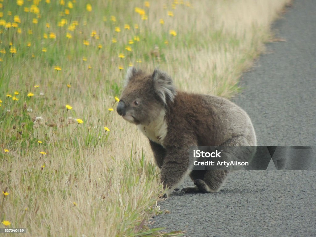 Koala Bear Koala Bear crossing the road Koala Stock Photo